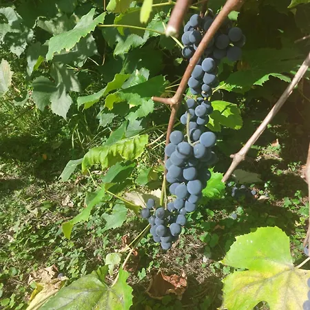 Kirchenwirt In * Kematen an der Krems