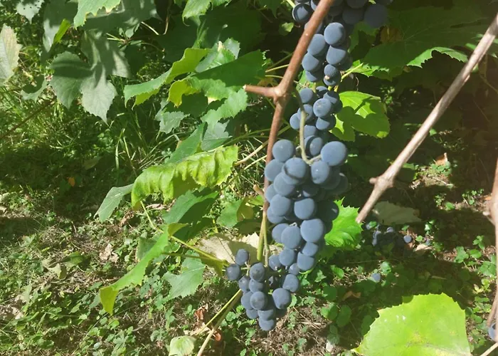 Kirchenwirt In * Kematen an der Krems