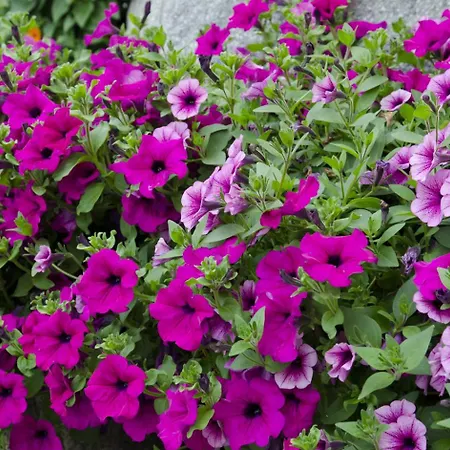 宾馆 Kirchenwirt In